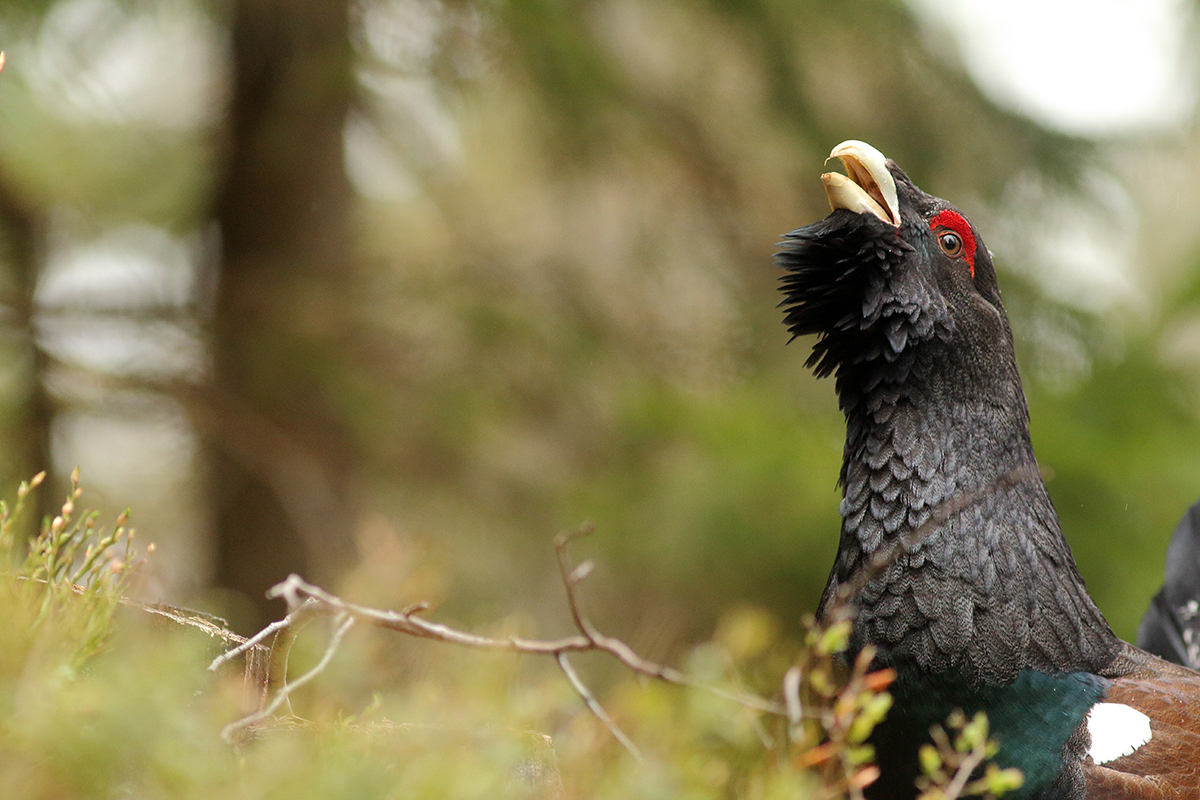 grand tétras coq fou jura