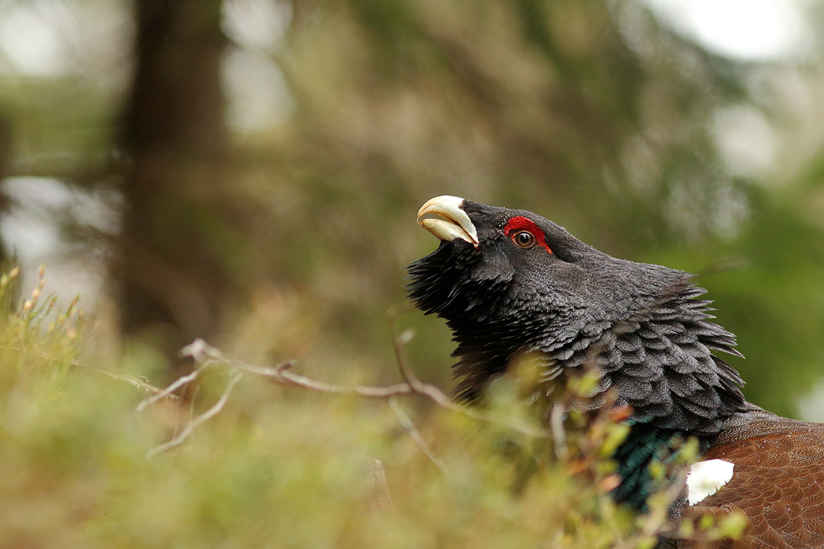 grand tétras coq fou jura