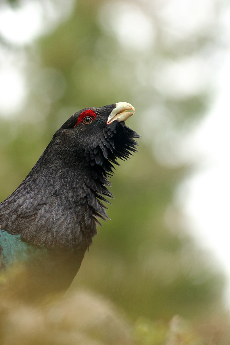 grand tétras coq fou jura