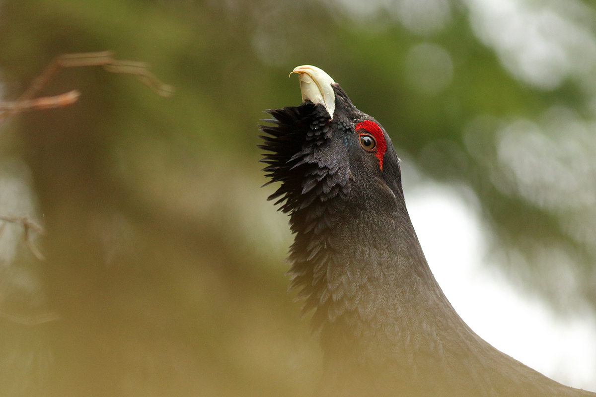 grand tétras coq fou jura