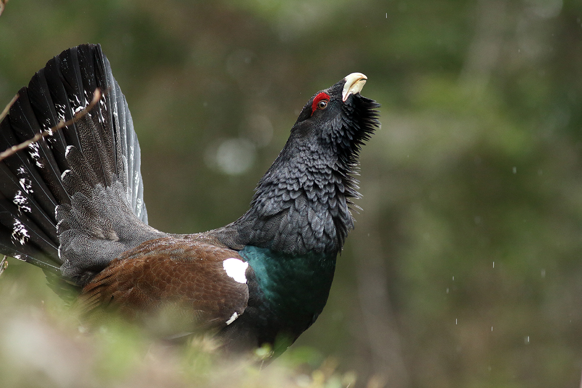 grand tétras coq fou jura