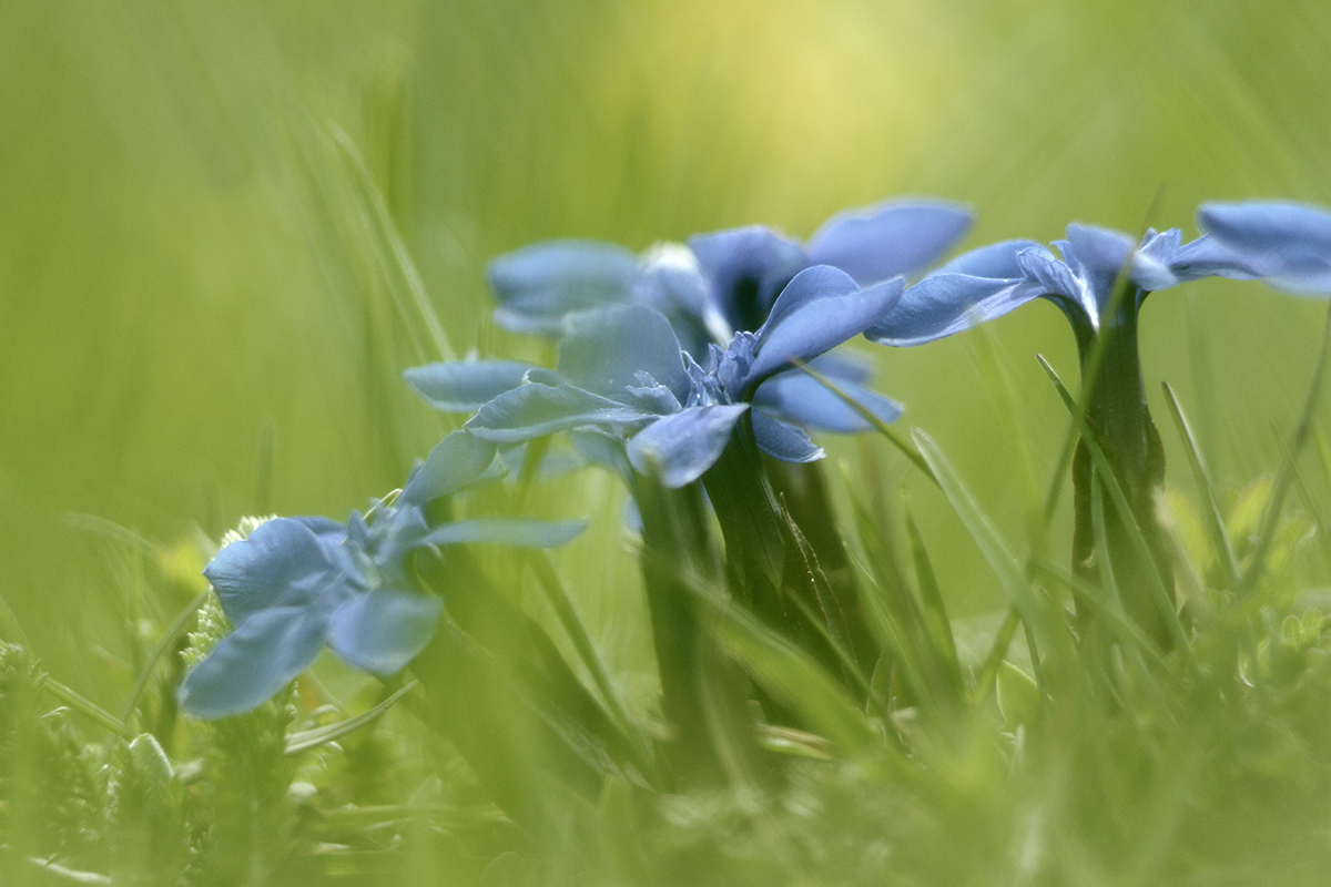 gentiane de printemps