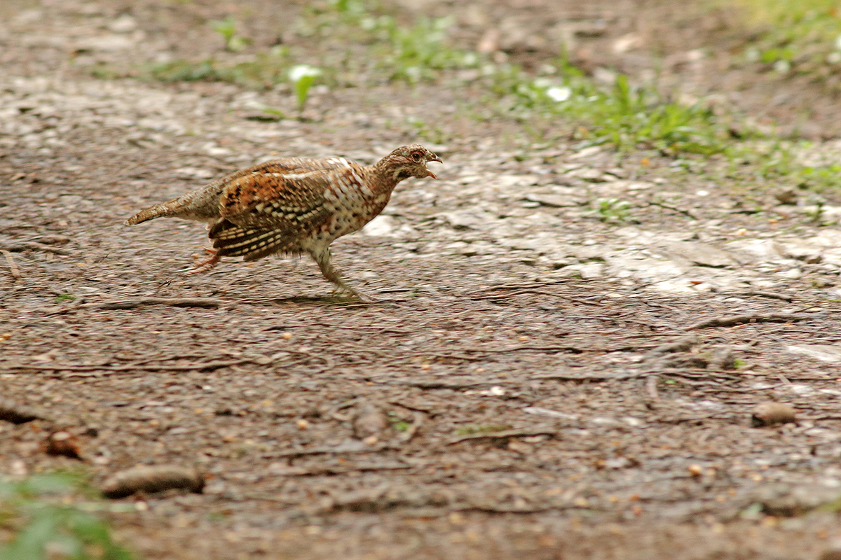 poussin gélinotte des bois