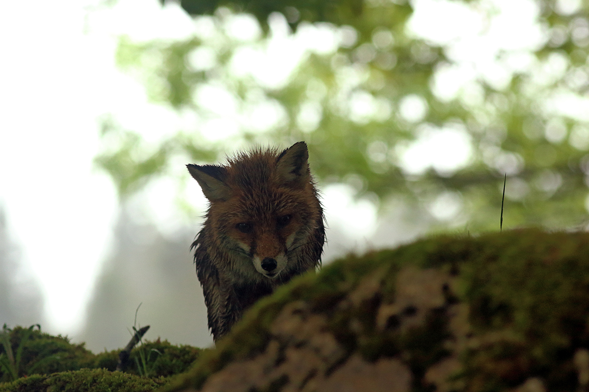 renard pluie