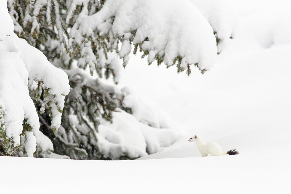 hermine blanche hiver jura