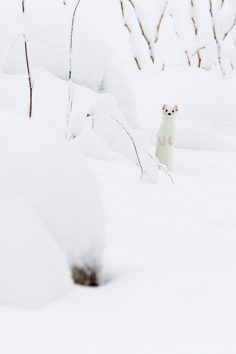 hermine blanche hiver jura