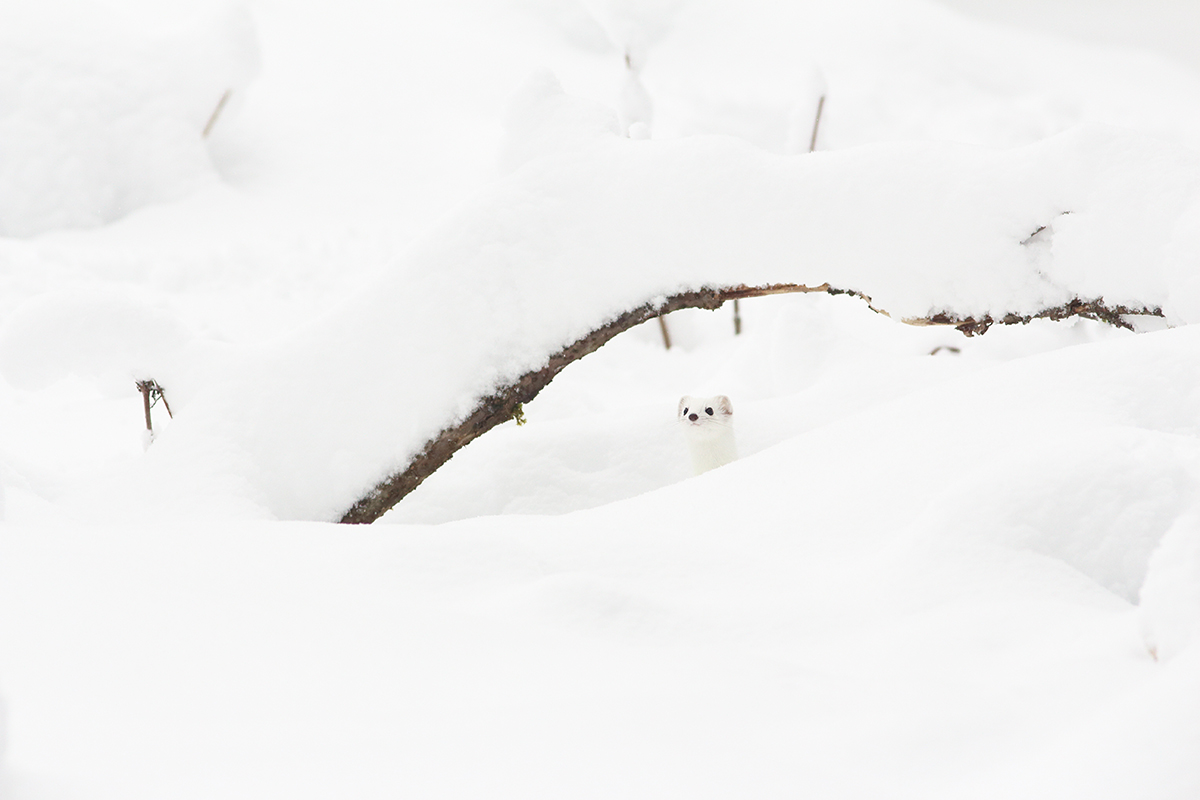 hermine blanche hiver jura