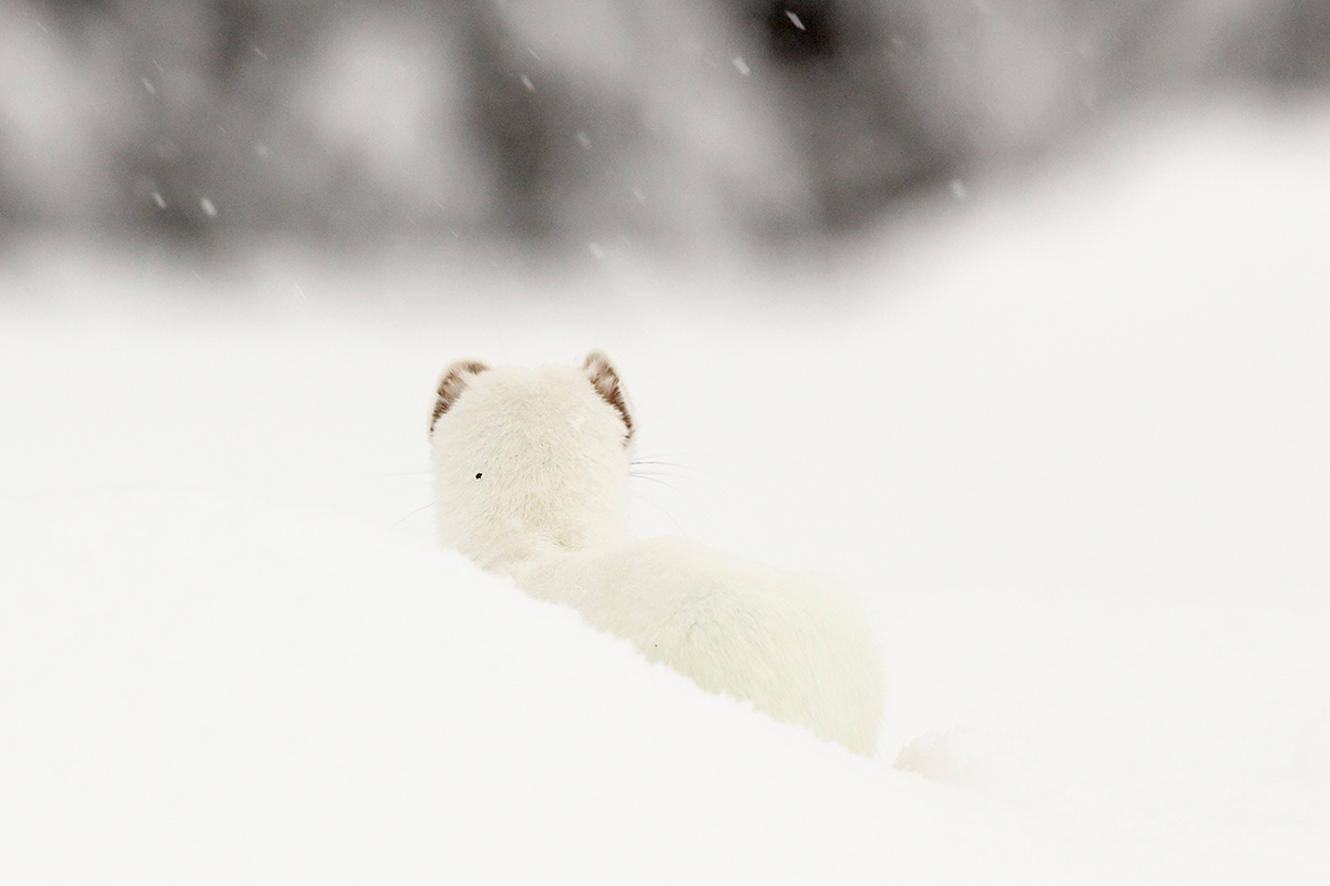 hermine blanche hiver jura