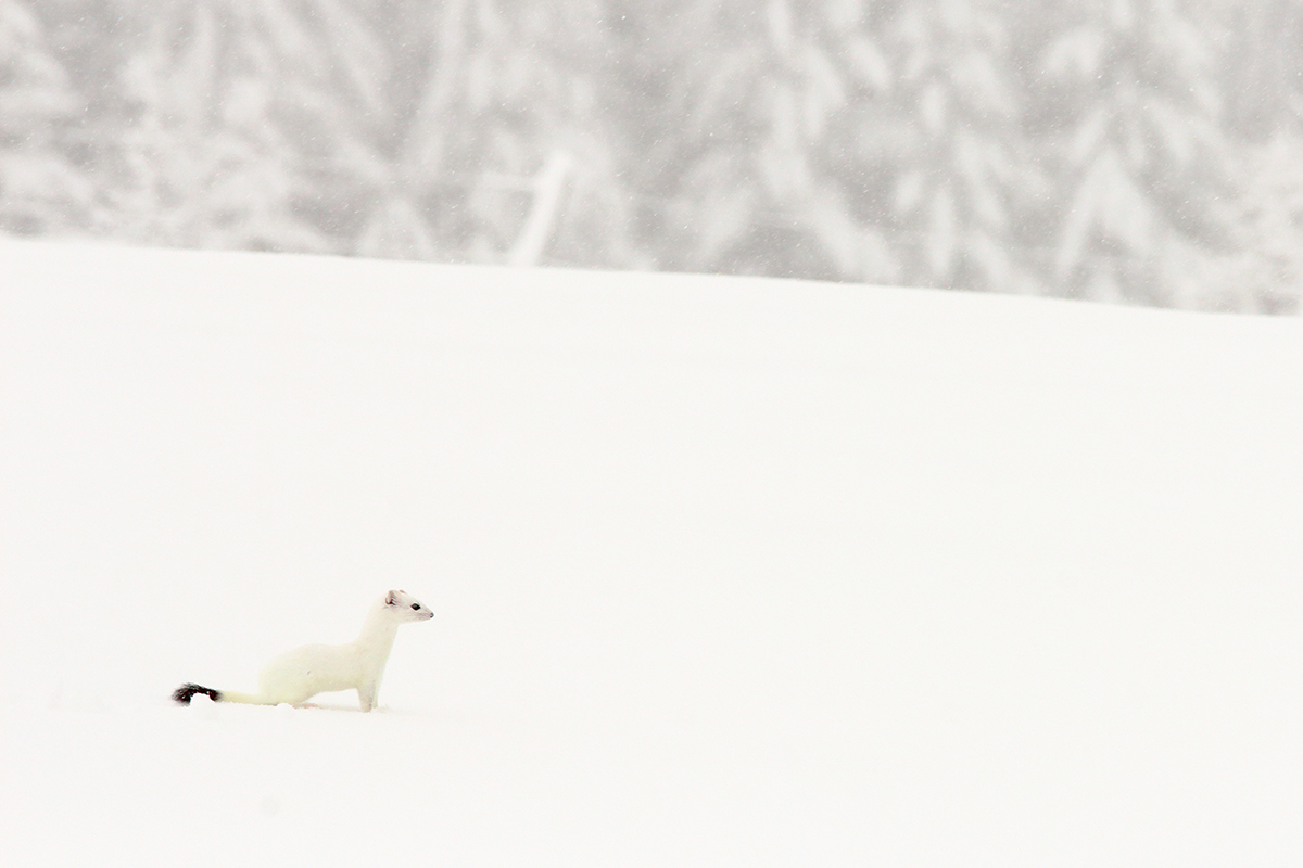 hermine blanche hiver jura