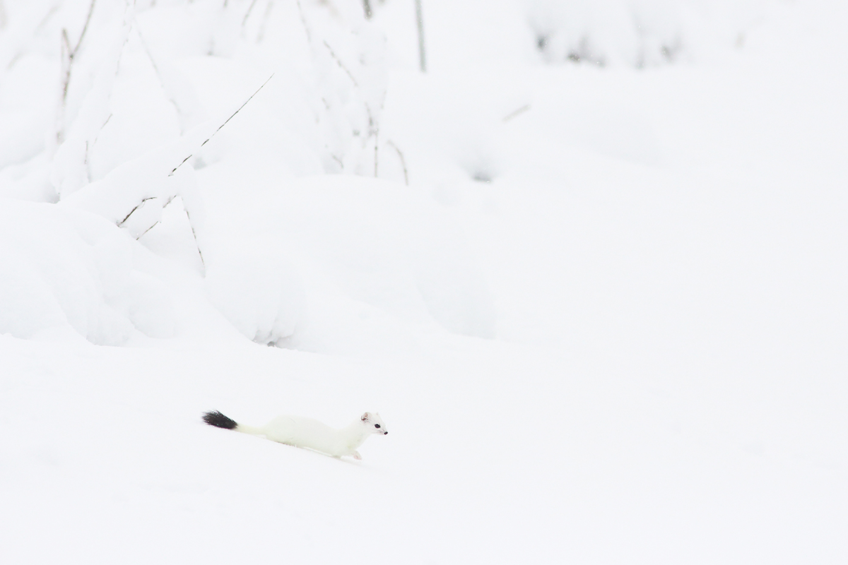 hermine blanche hiver jura