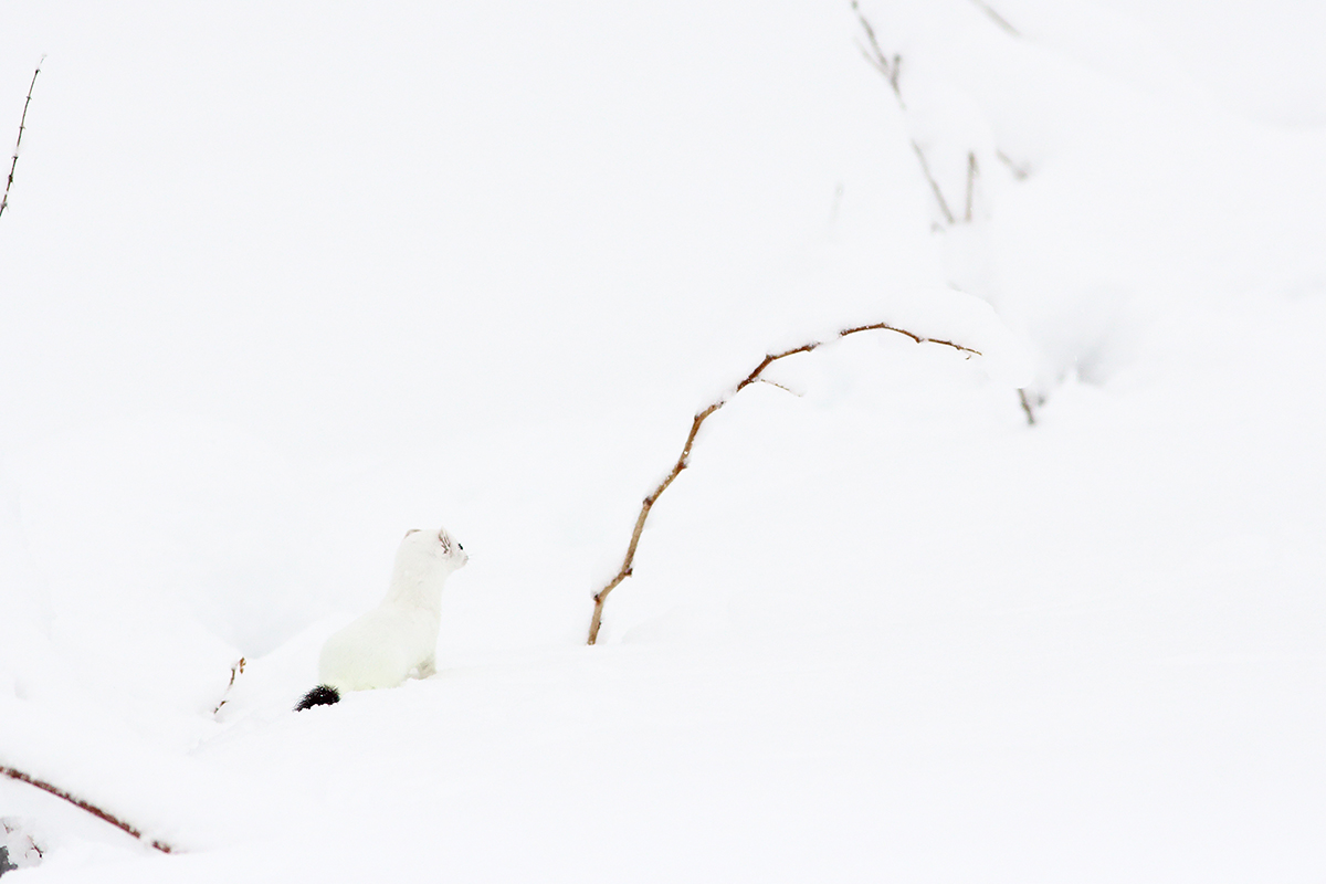 hermine blanche hiver jura