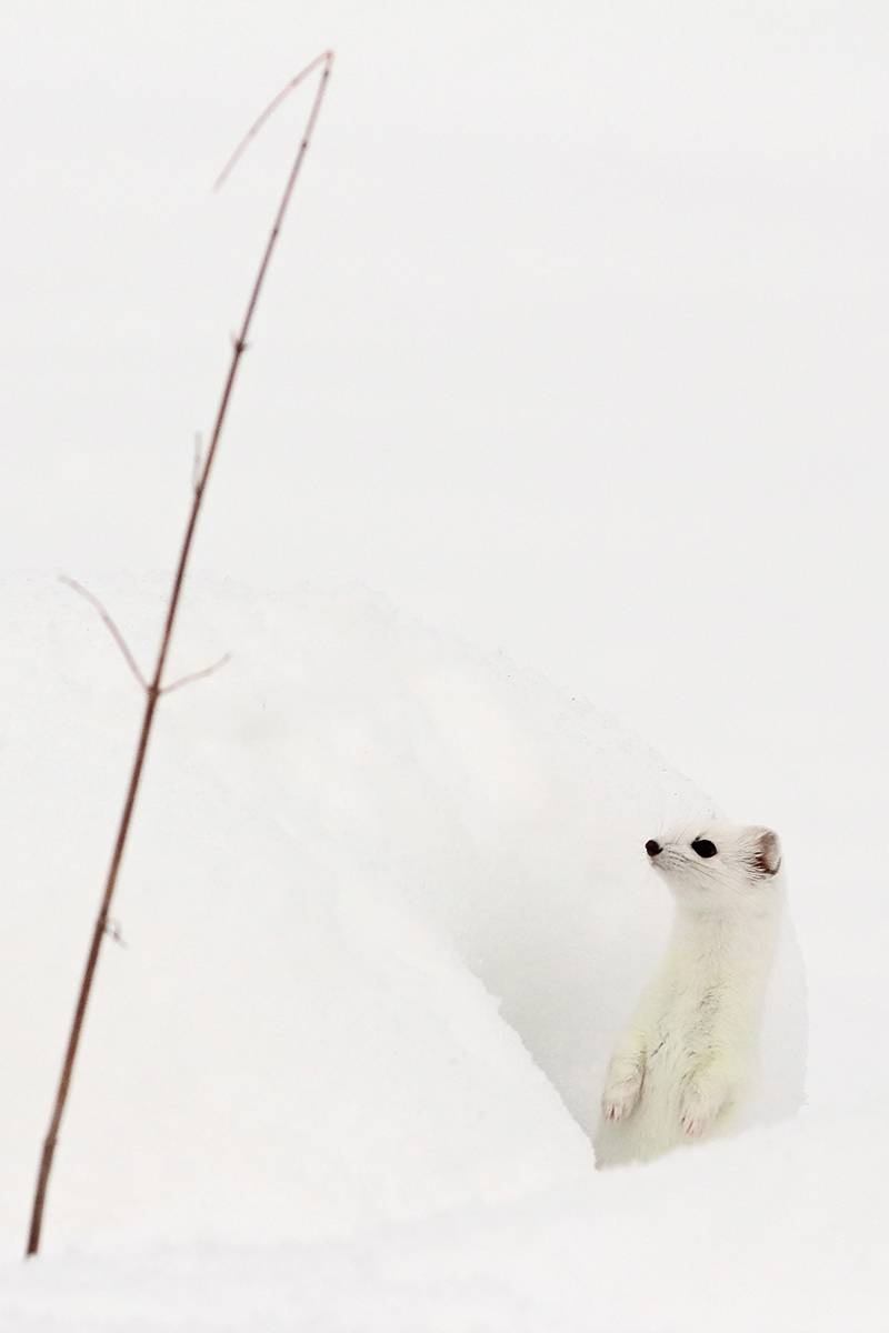 hermine blanche hiver jura