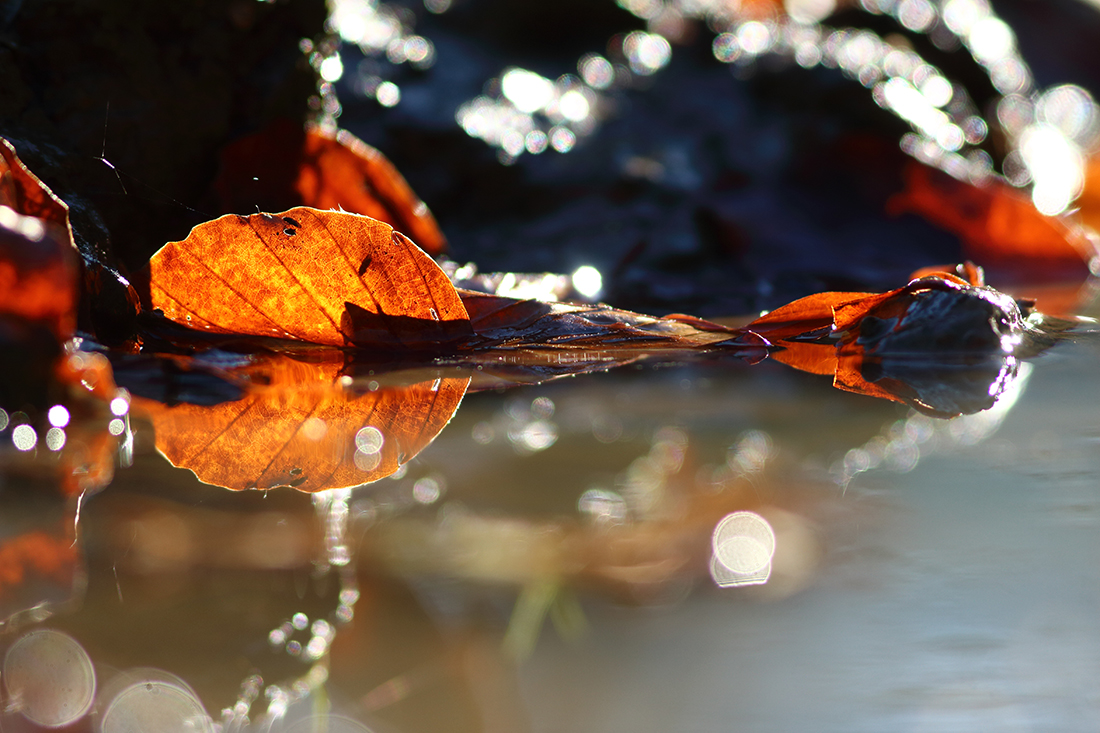 feuilles automne