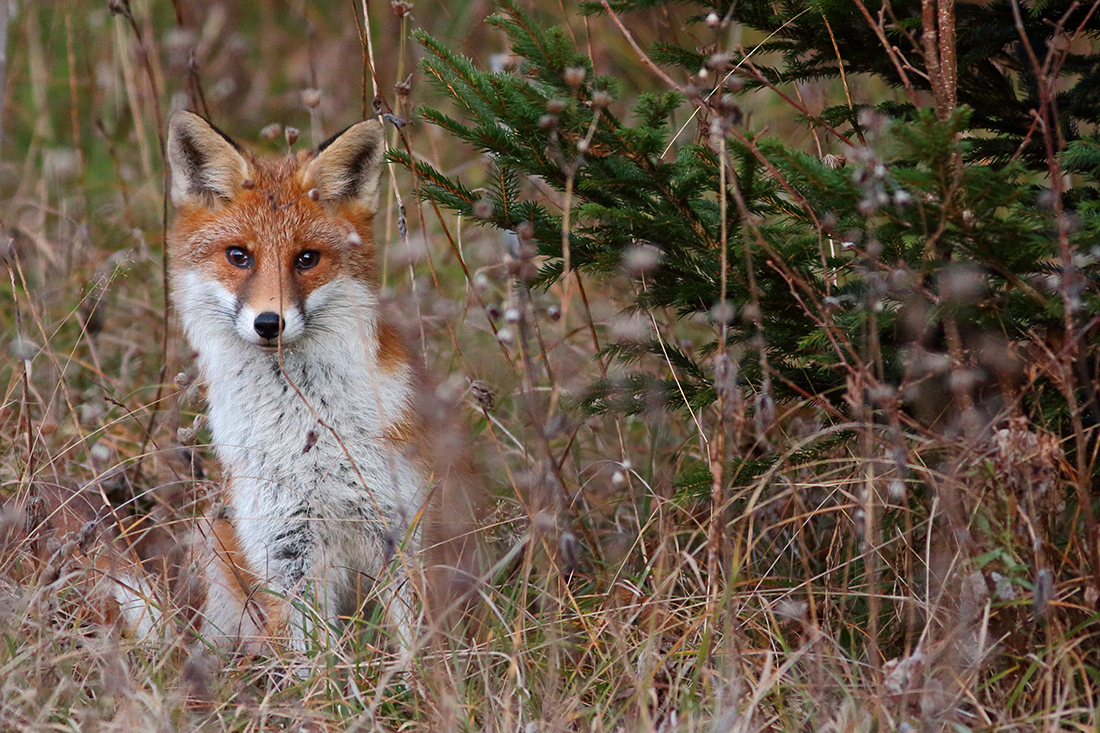 renard automne jura