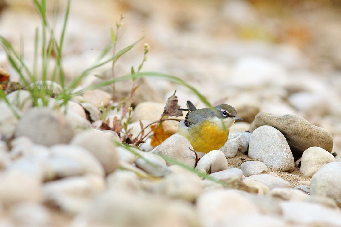 bergeronnette des ruisseaux automne jaune