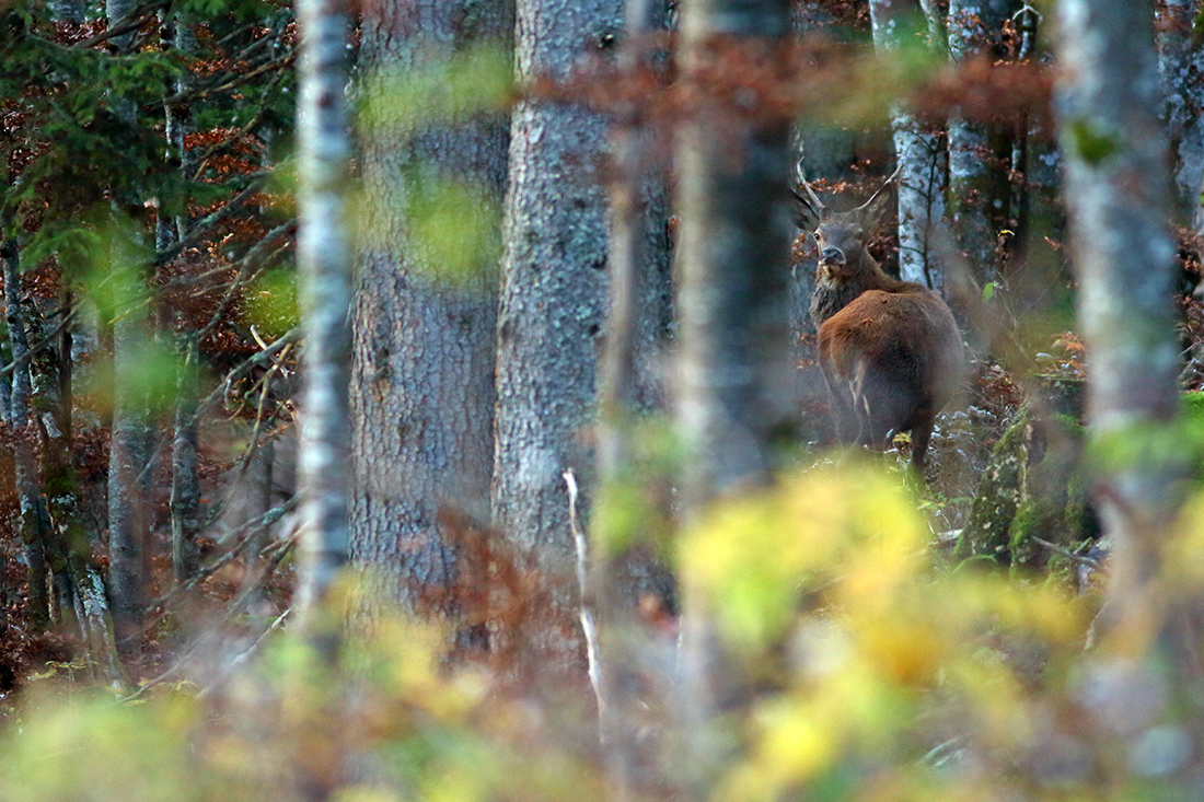 cerf daguet automne