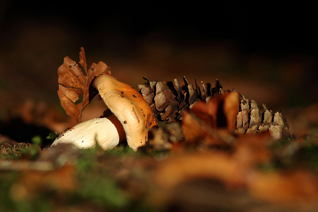 champignon automne