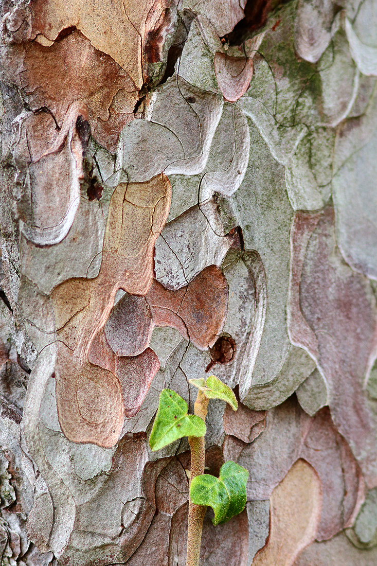 ecorce pin automne lierre