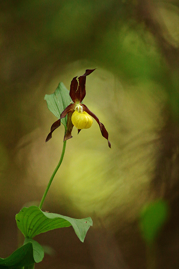 sabot de vénus jura 