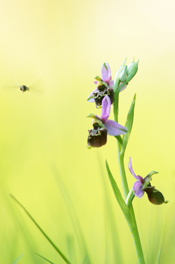 ophrys bourdon insecte pollinisation