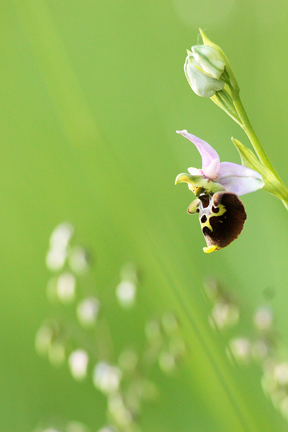 ophrys bourdon macro