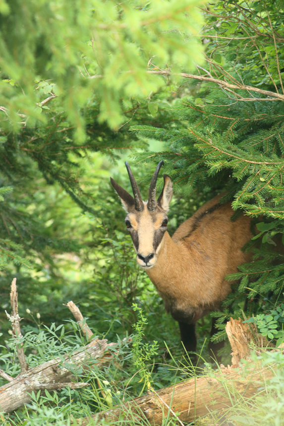 chamois jura julien arbez