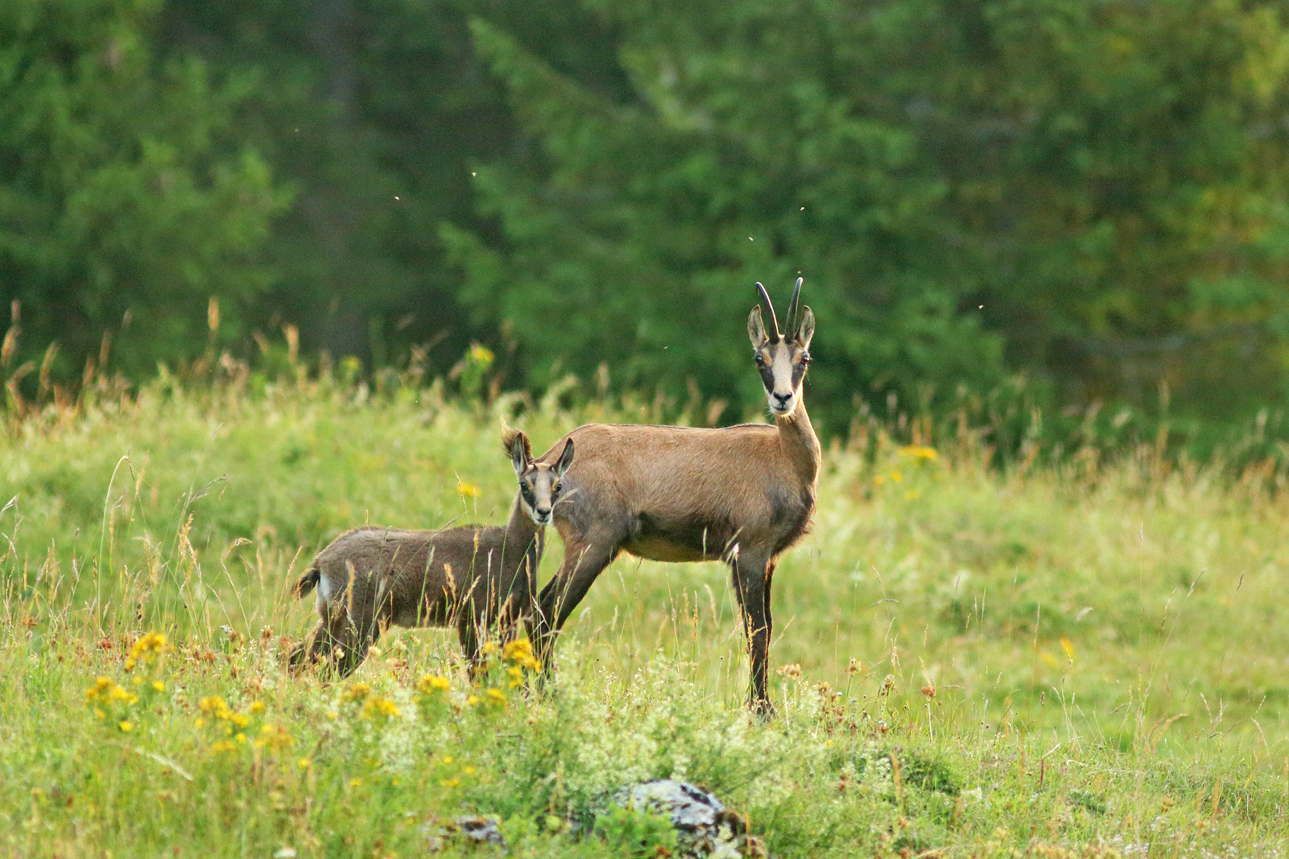 chamois jura julien arbez