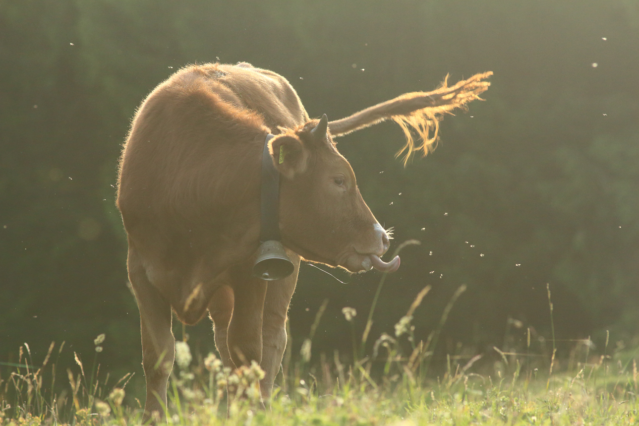 vache julien arbez jura