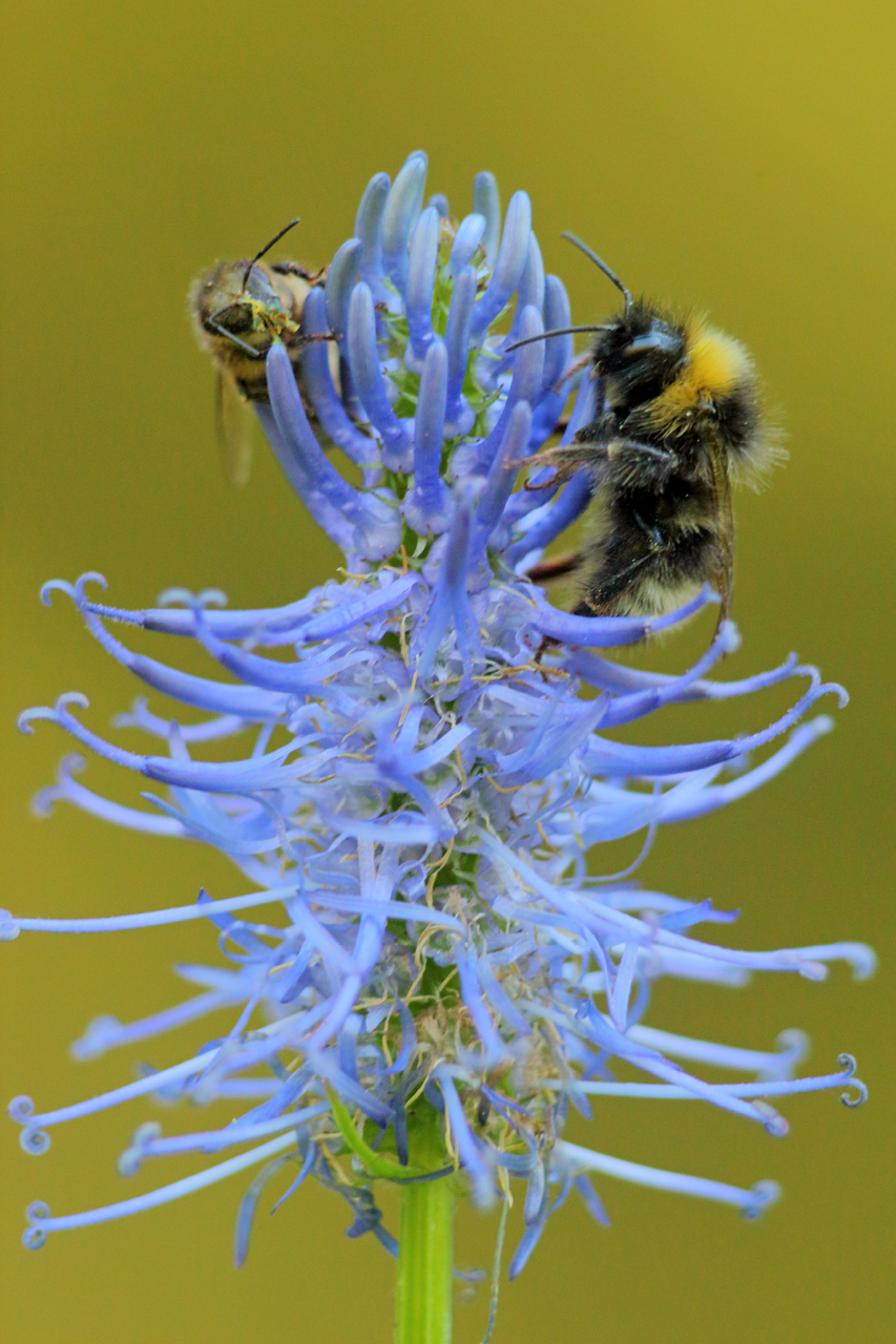 bourdon et abeille julien arbez