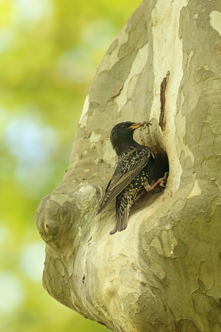 etourneau nid dans trou d’arbre julien arbez