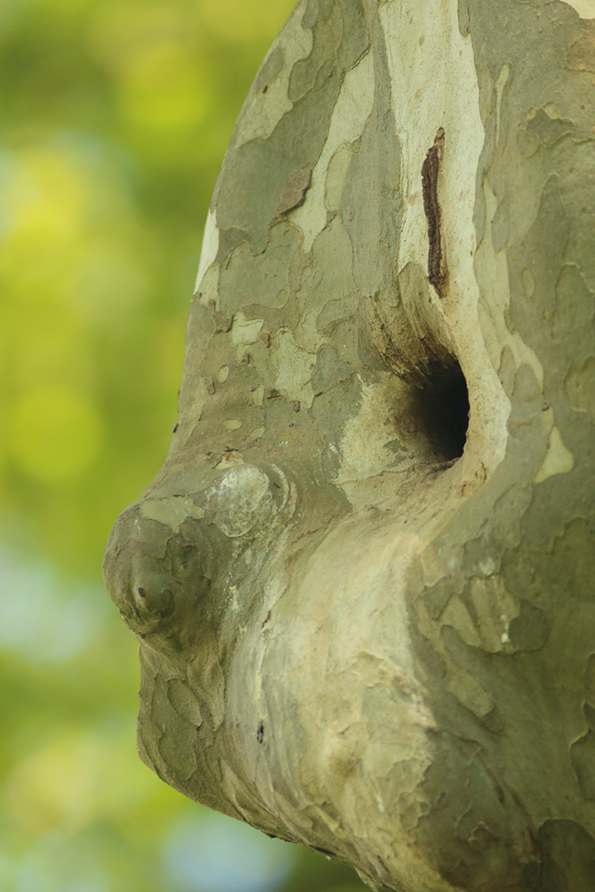 arbre forme tête julien arbez