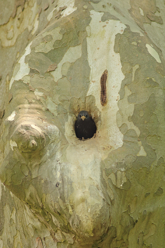 etourneau nid dans trou d’arbre julien arbez