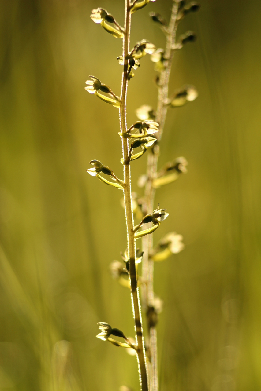 Listère ovale orchidée julien arbez