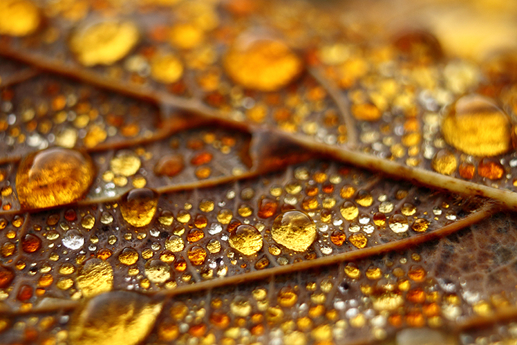 Goutte d’eau sur feuille d’automne