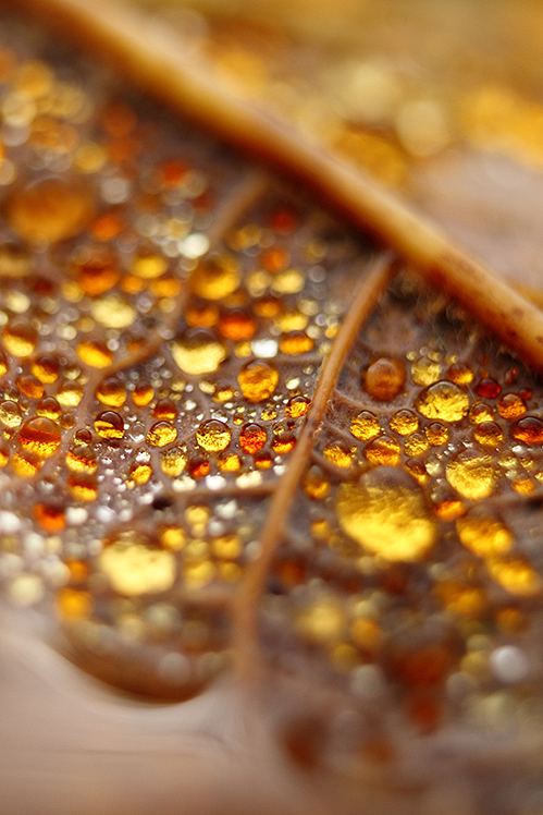 Goutte d’eau sur feuille d’automne