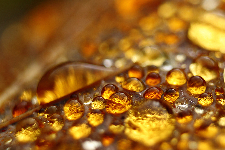 Goutte d’eau sur feuille d’automne