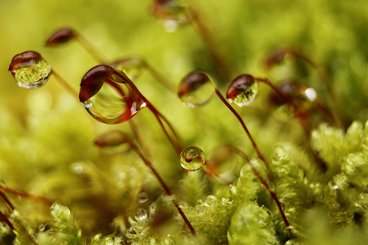 sphaigne goutte d’eau