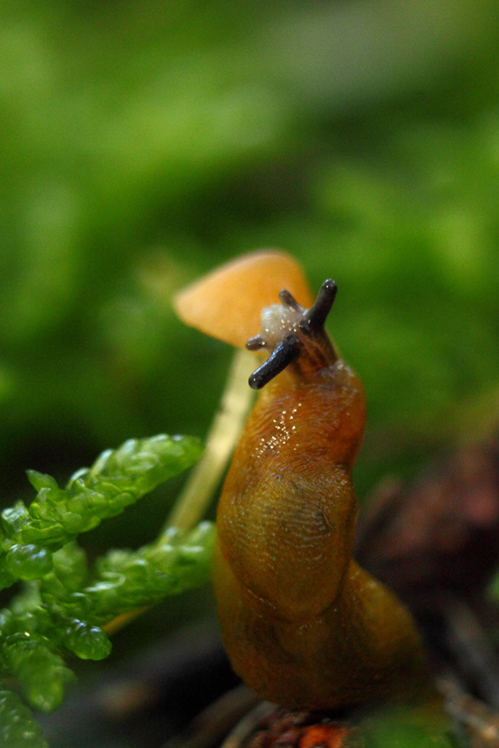 limace champignon