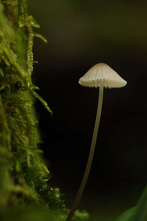 Champignon sphaigne