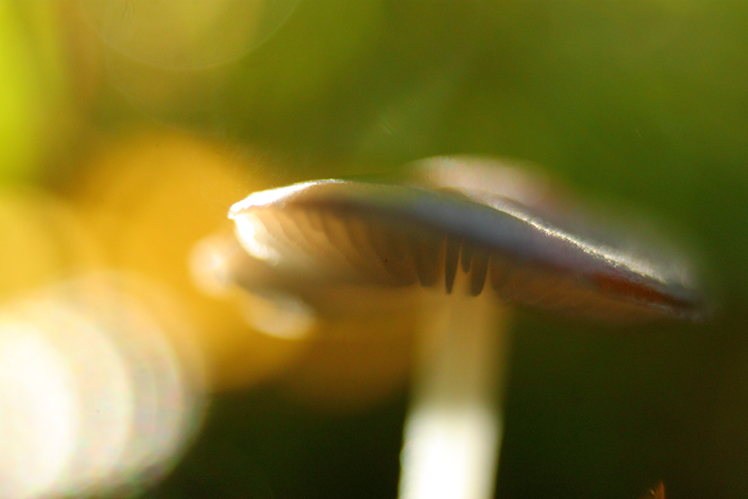 champignon macro