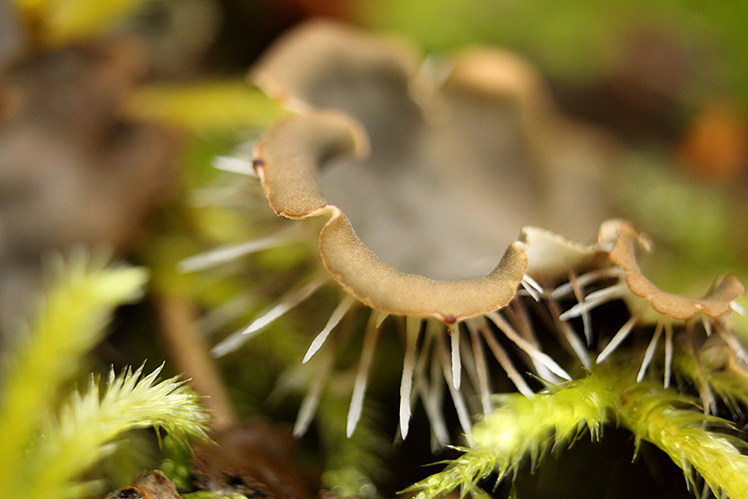 champignon macro automne