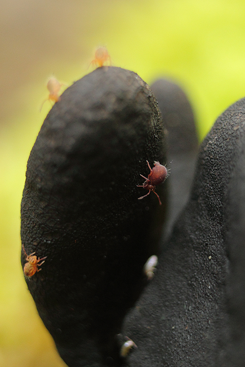 collemboles sur xylaire polymorphe