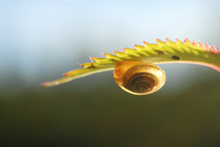 Escargot feuille balsamine macro