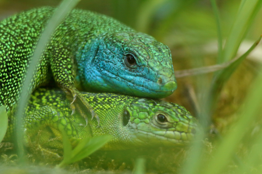 reproduction du lézard vert, julien arbez