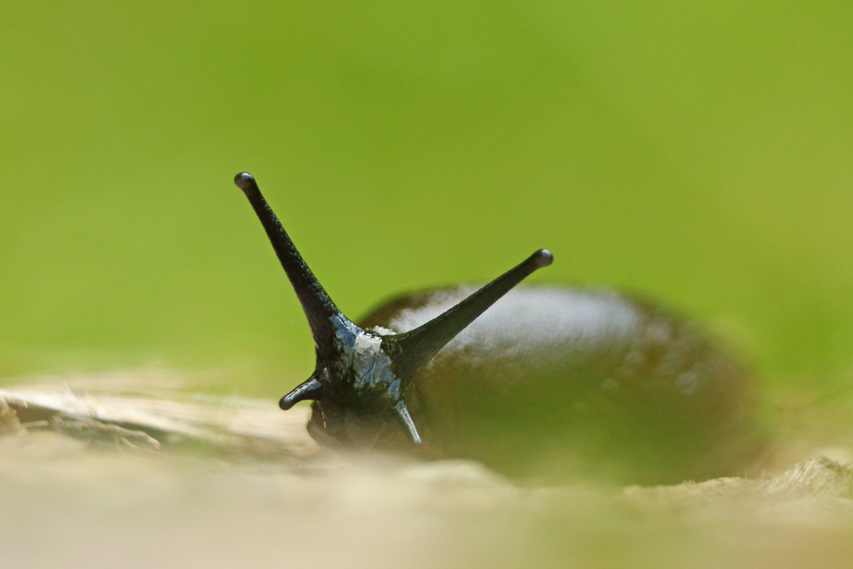 limace macro julien arbez