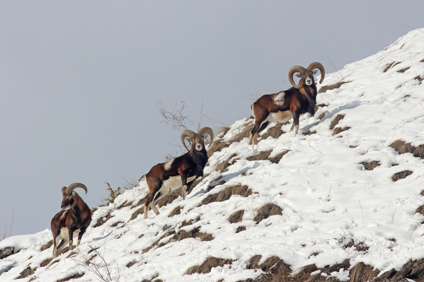 mouflons dans le queyras, julien arbez