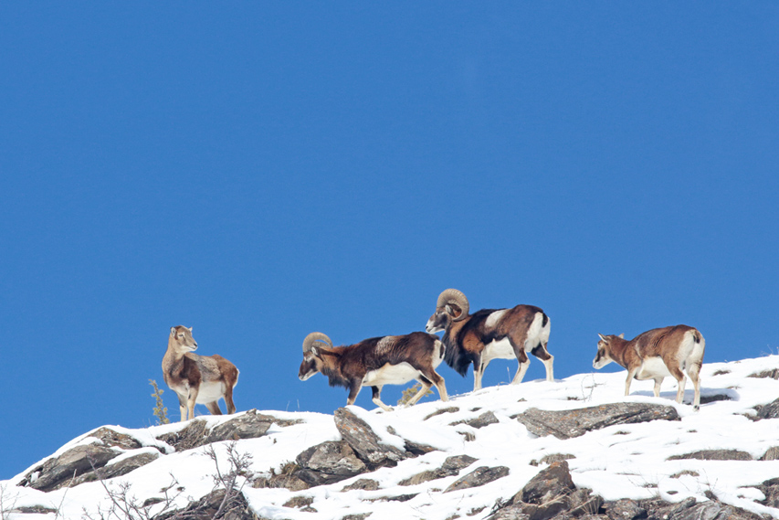 mouflons dans le queyras, julien arbez