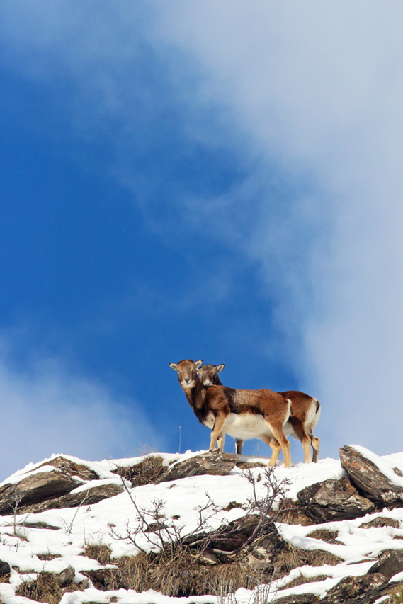 mouflons dans le queyras, julien arbez