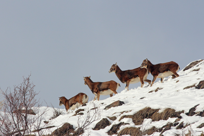 mouflons dans le queyras, julien arbez