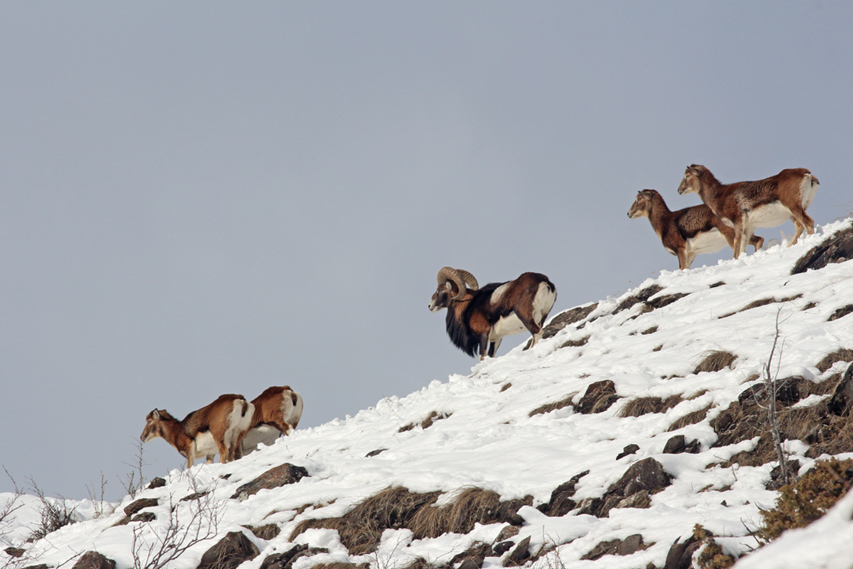 mouflons dans le queyras, julien arbez